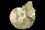 Iridescent Ammonite (Jeletzkytes) Fossil - Wyoming #180839-1